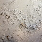 How to Identify Penetrating Damp Before It Causes Damage